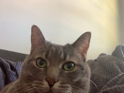 @holycanolies123's profile picture
