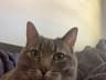 holycanolies123's profile picture