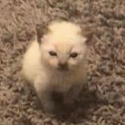 @harshit's profile picture